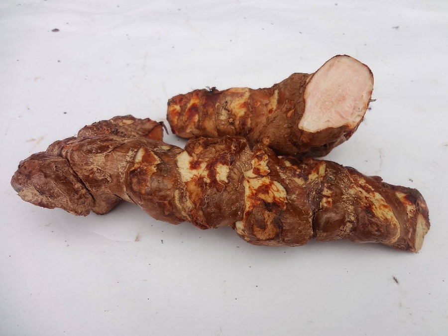 茯苓和土茯苓的区别