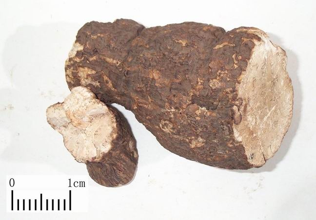 茯苓和土茯苓的区别