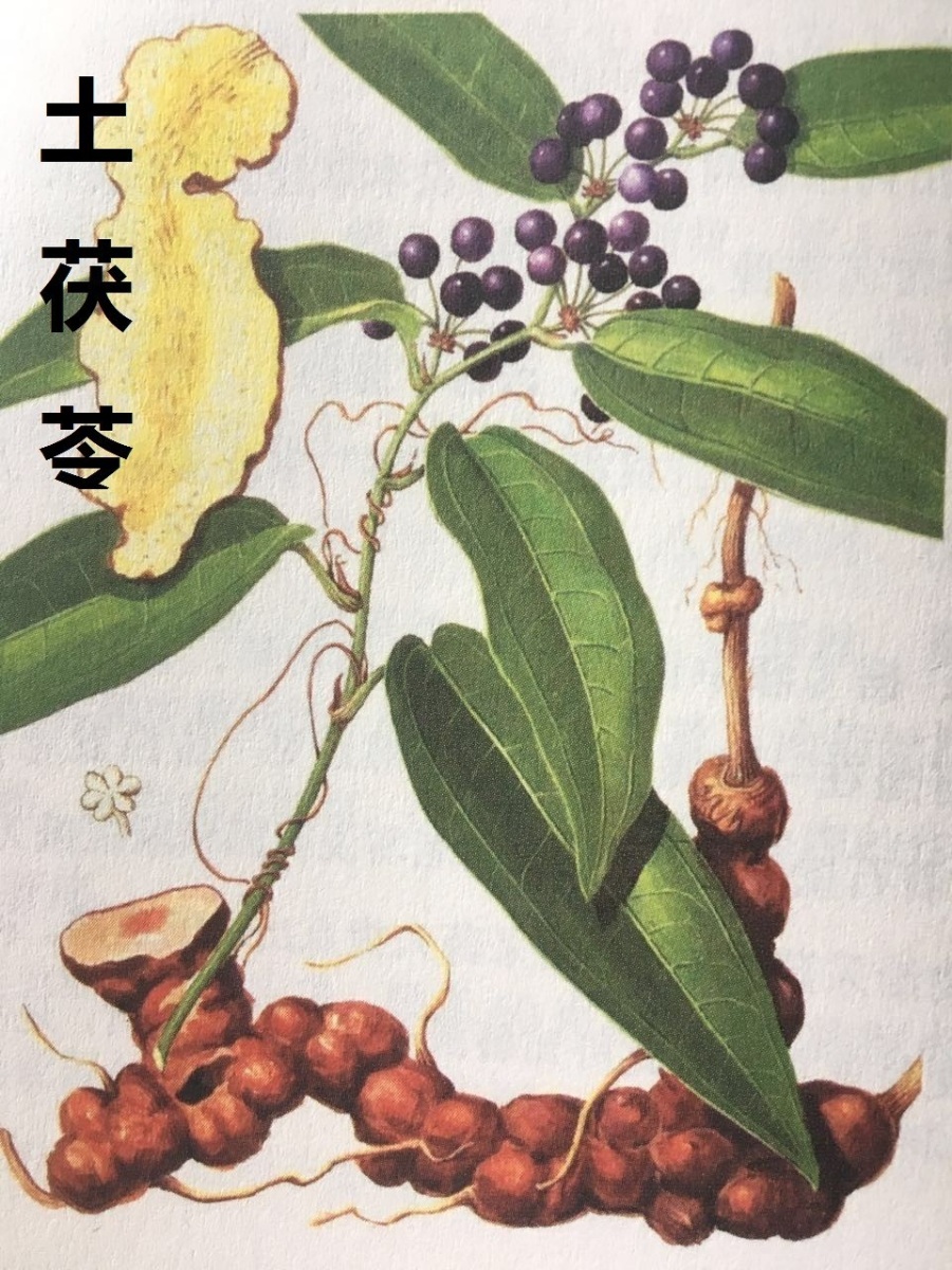 茯苓和土茯苓的区别