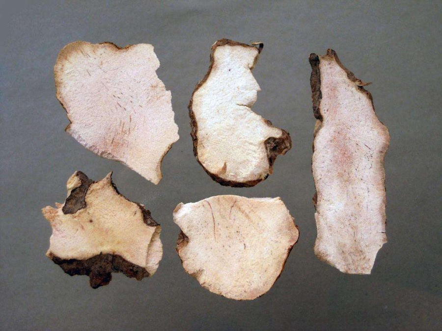 茯苓和土茯苓的区别